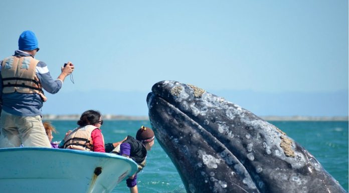 A friendly gray whale off the Pacific Coast of Baja California Sur